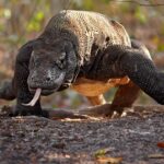 Комодский Варан - фотографии удивительного зверька 15