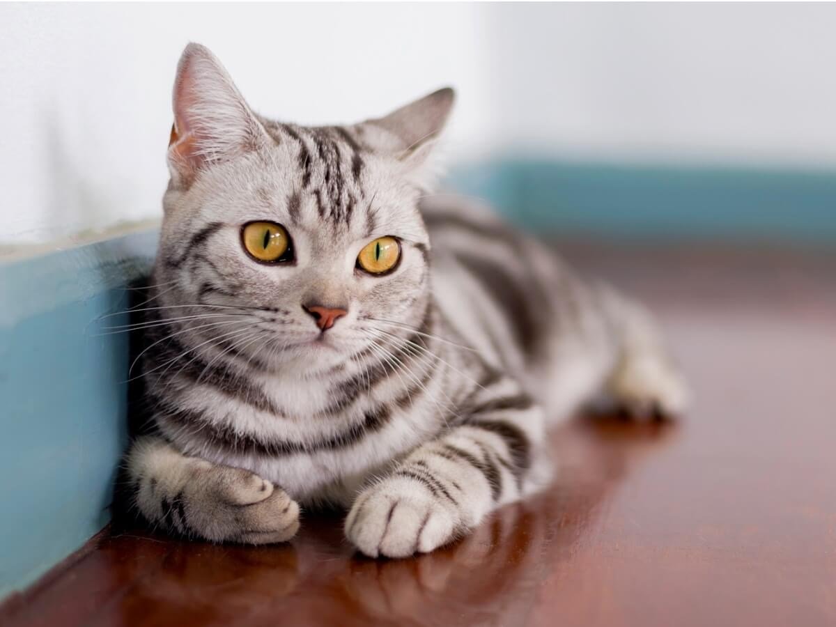 ФОТО: Американская короткошерстная кошка 10
