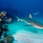 ФОТО: Акулы в Средиземном море 8