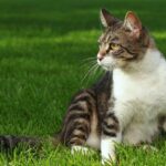 ФОТО: Беспородные кошки - подборка 29 открытки