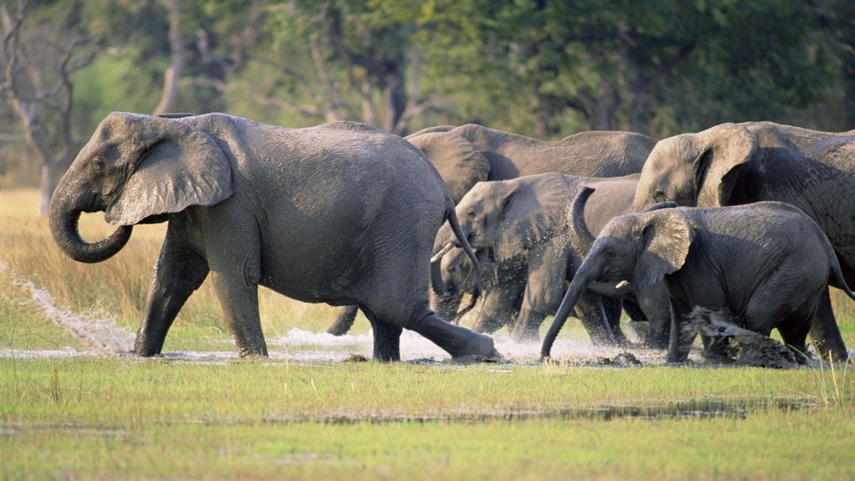 ФОТО: Слоны и мамонты 5