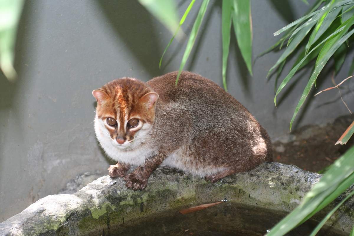 ФОТО: Суматранская кошка 2