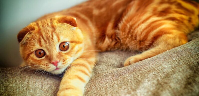 ФОТО: Рыжий вислоухий кот