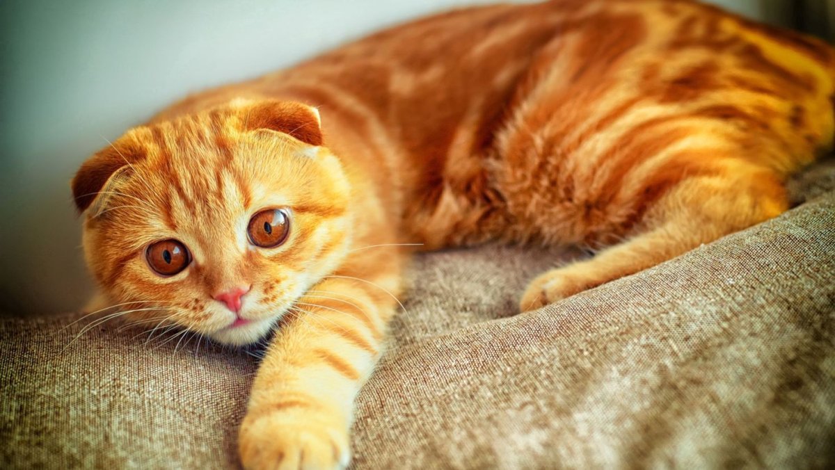 ФОТО: Рыжий вислоухий кот 1
