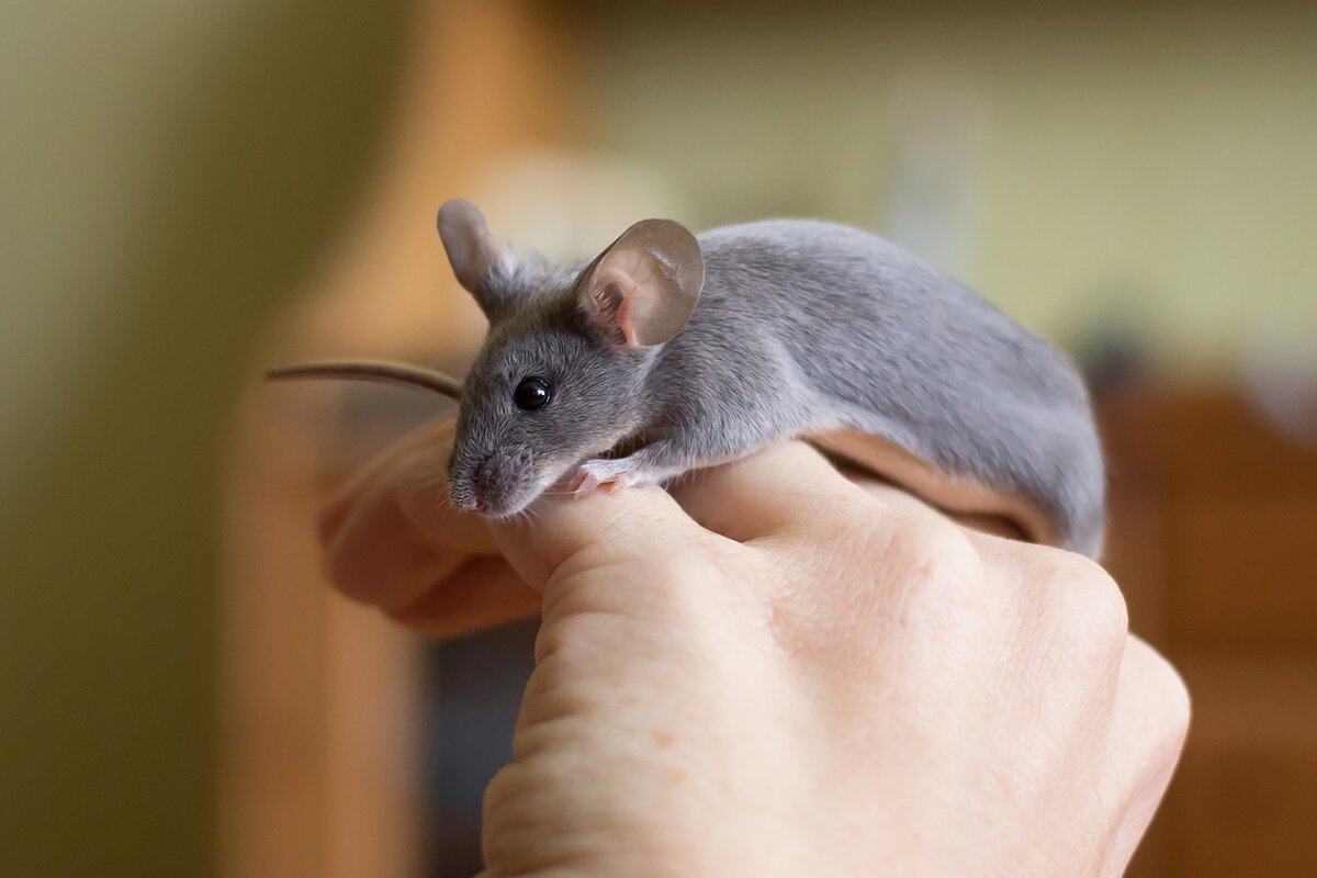 ФОТО: Сатиновая мышь 2