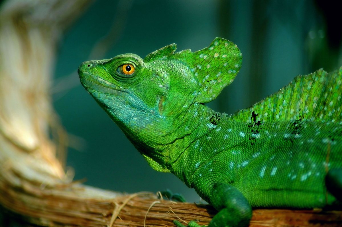 ФОТО: Зеленая ящерица 4