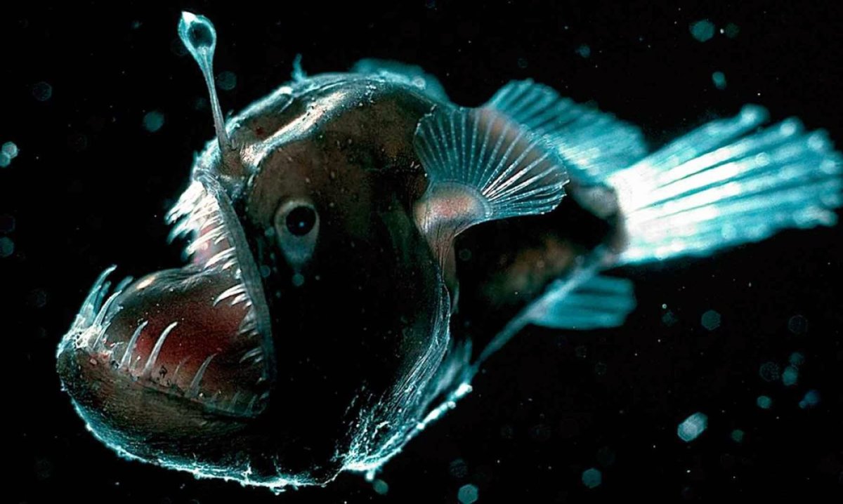 ФОТО: Глубоководные рыбы монстры 7