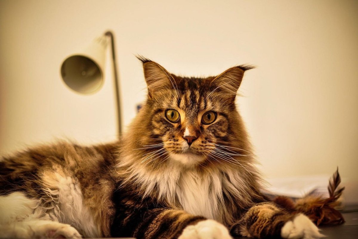 ФОТО: Порода кошек с кисточками 10