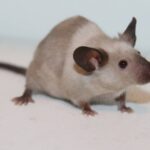 Сиамская мышь 50