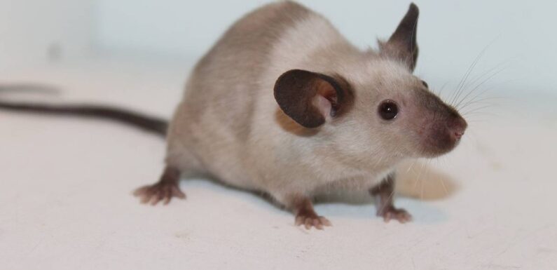 ФОТО: Сиамская мышь