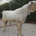 ФОТО: Дамасская коза Шами 15 Павел Прилучный