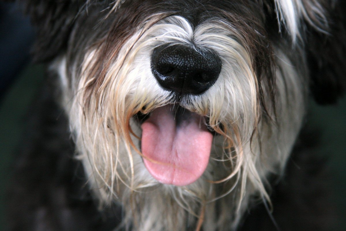 ФОТО: Бородатая собака 3