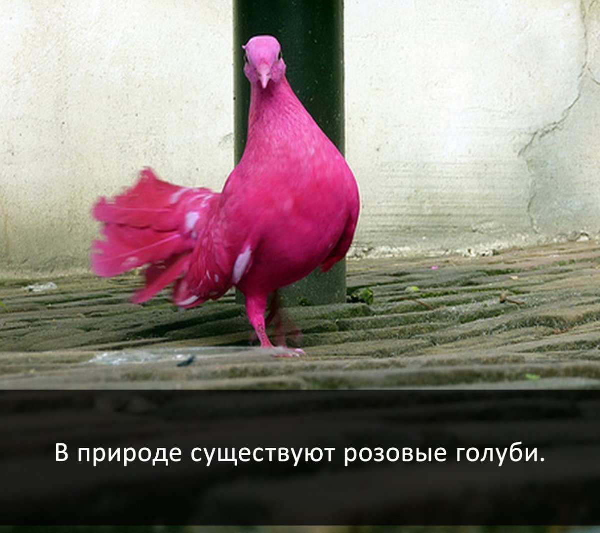 ФОТО: Розовый голубь 8