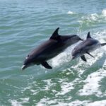 Дельфины черного моря (Фото) 15 Египет