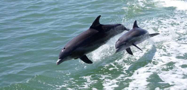 ФОТО: Дельфины черного моря