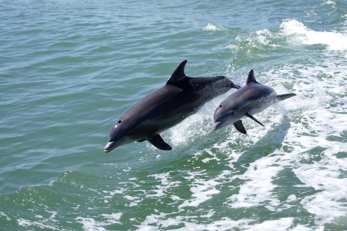 ФОТО: Дельфины черного моря 1