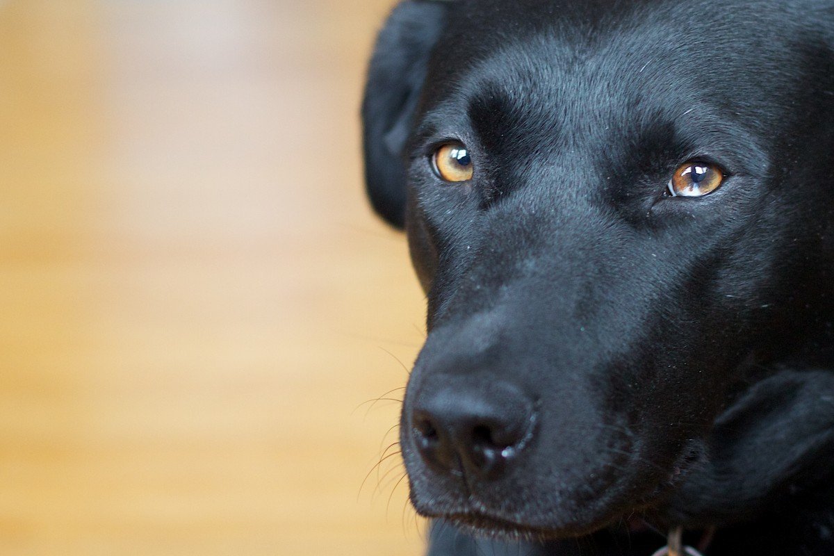 Черная собака с голубыми глазами (ФОТО) 9