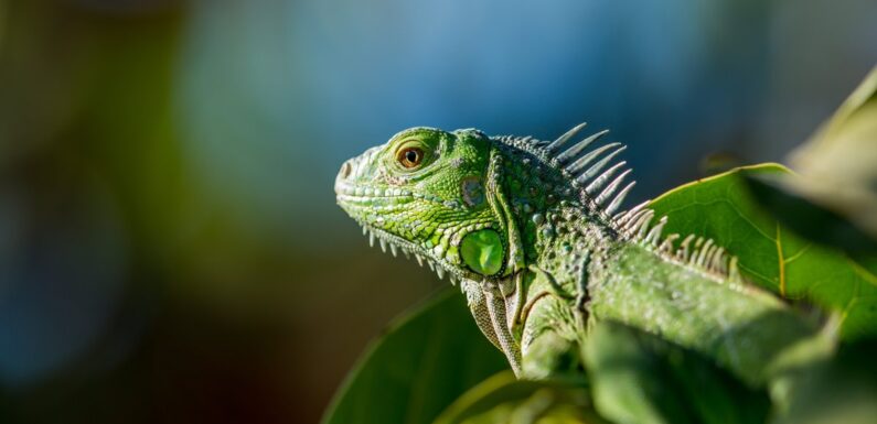 ФОТО: Зеленая ящерица