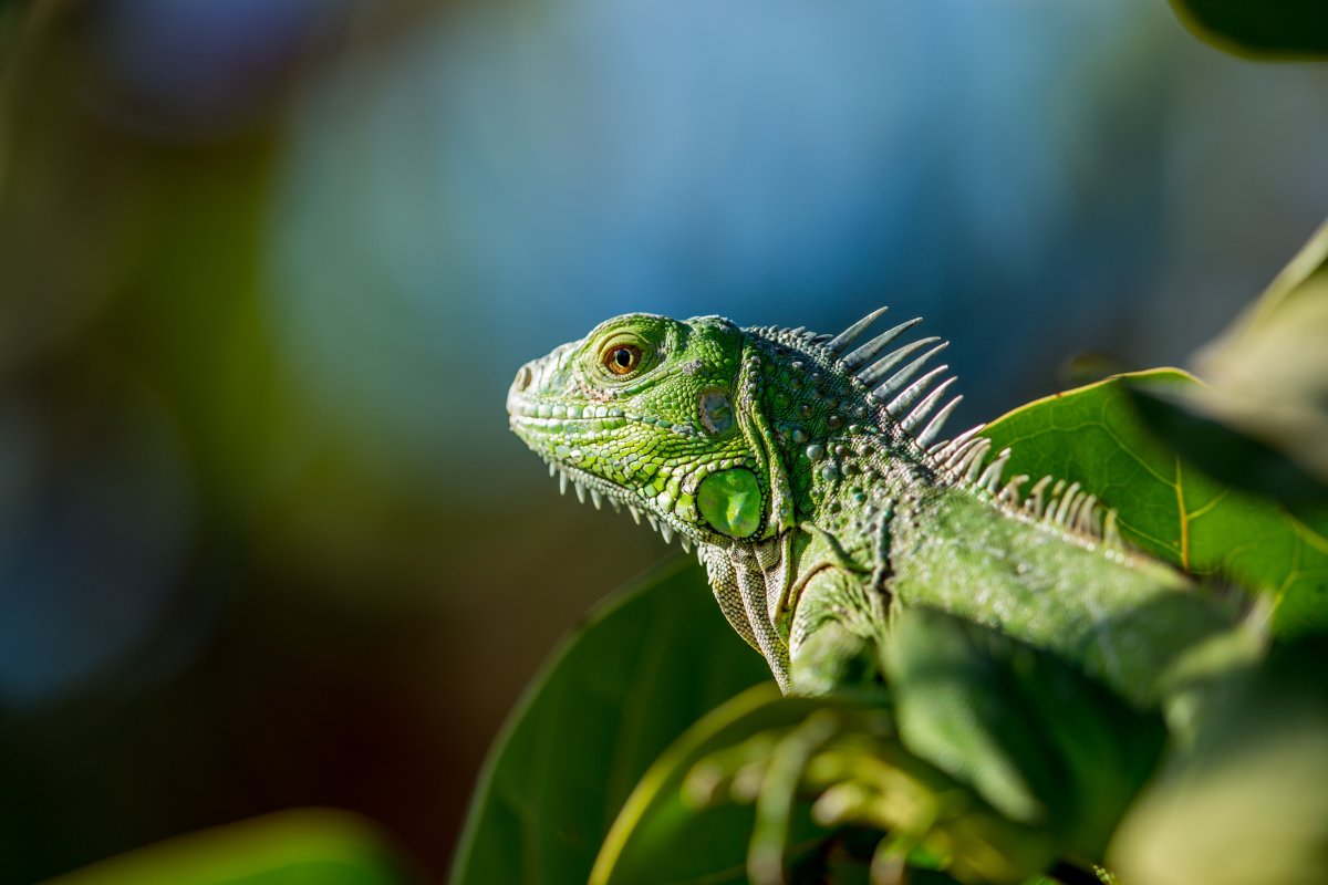 ФОТО: Зеленая ящерица 1