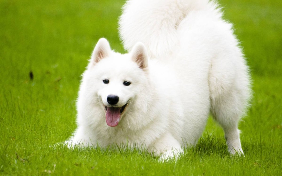 ФОТО: Большая белая пушистая собака 9