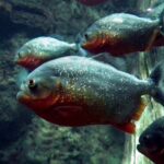 ФОТО: Рыба Пиранья 10 аквариум