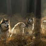 ФОТО: Пес и волк 13 Африка