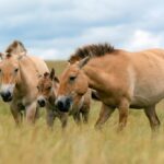 Лошадь Пржевальского (фото) 16 родос