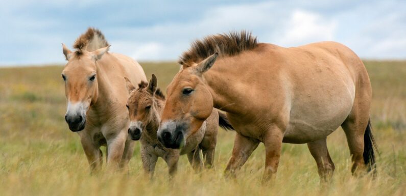 ФОТО: Лошадь Пржевальского