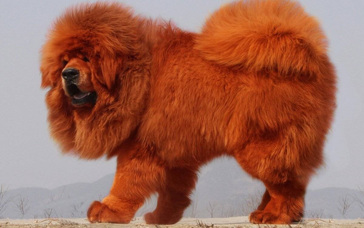 Самая редкая порода собак в мире (ФОТО) 5