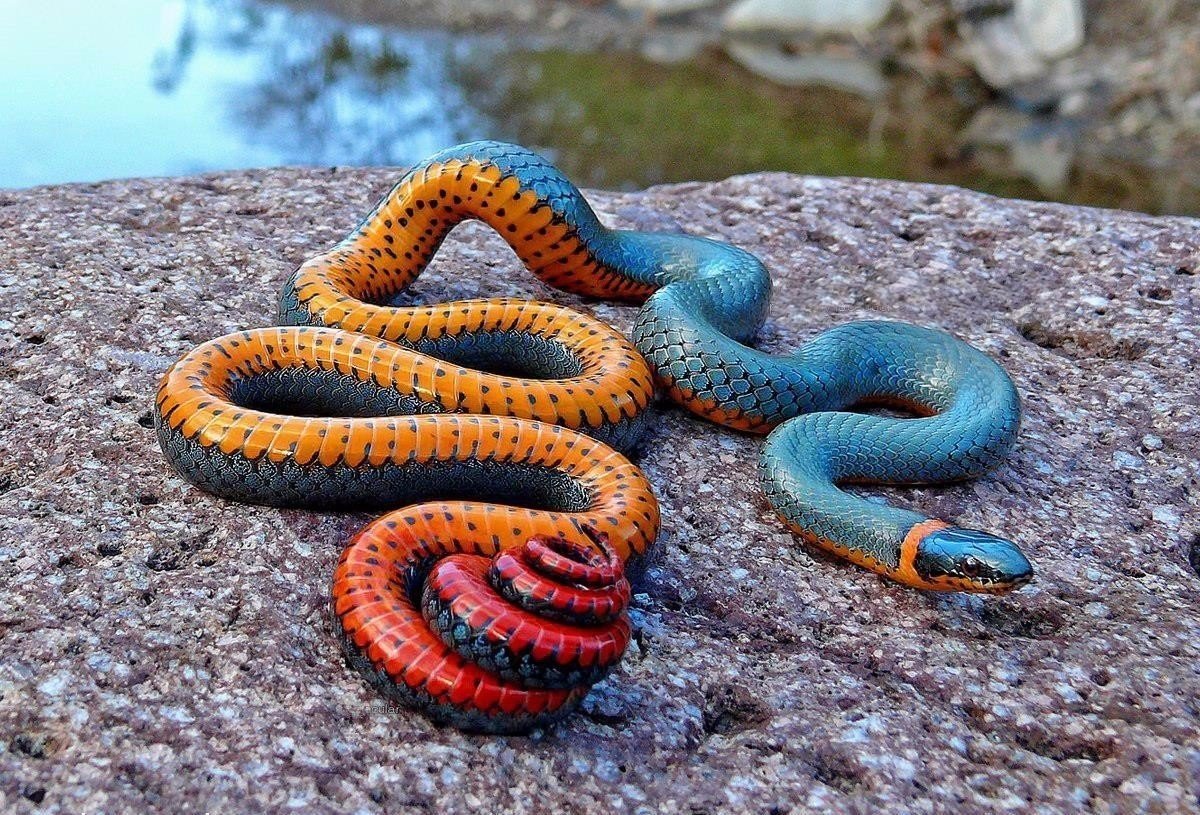 ФОТО: Самые ядовитые змеи в мире 1