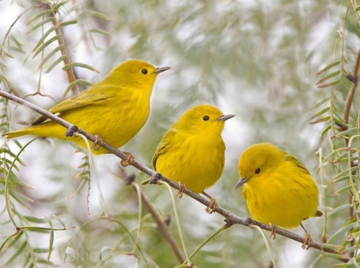 ФОТО: Желтая птичка 8
