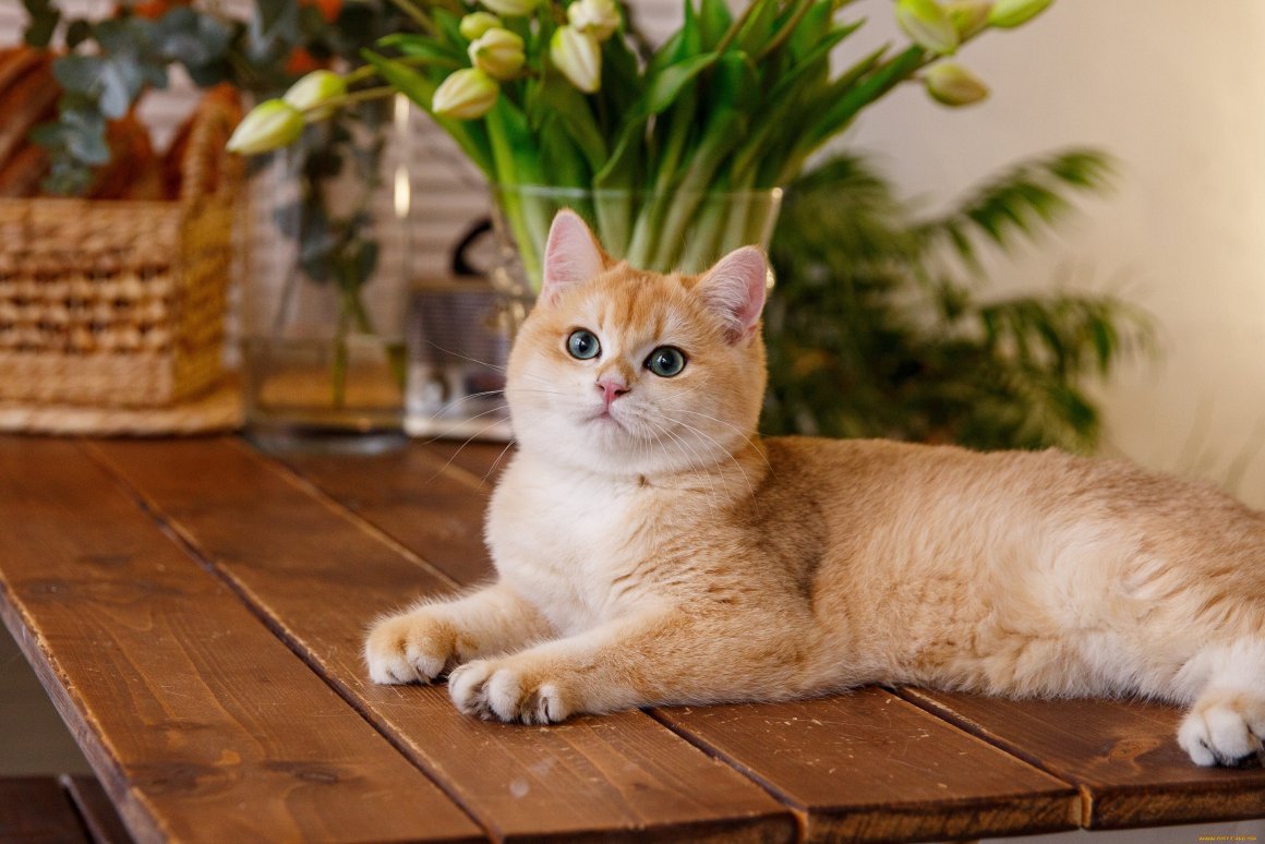 ФОТО: Британская золотая шиншилла кошка 10