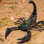 ФОТО: Скорпионы - подборка 101