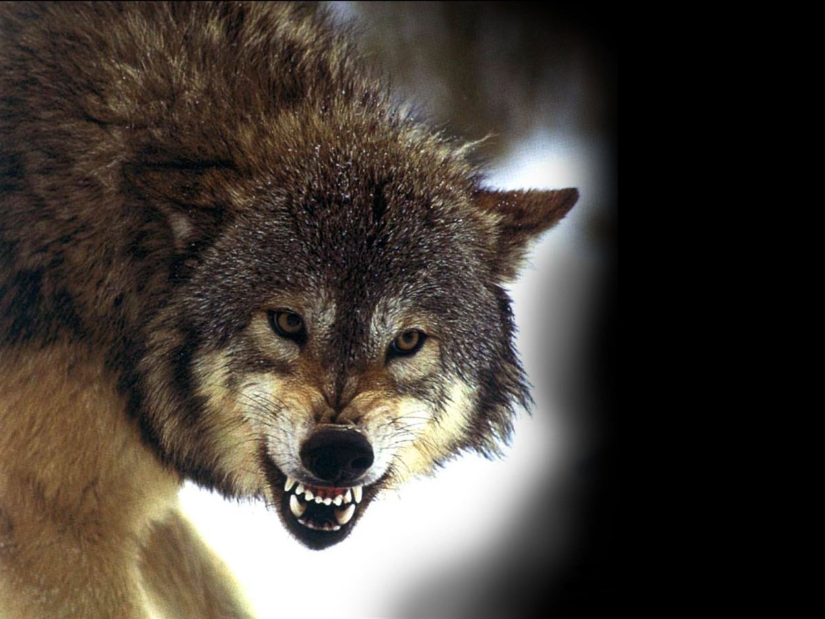 ФОТО: Волк в ярости 7