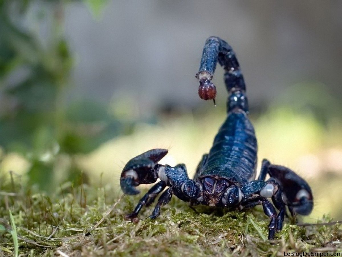 ФОТО: Скорпионы 4