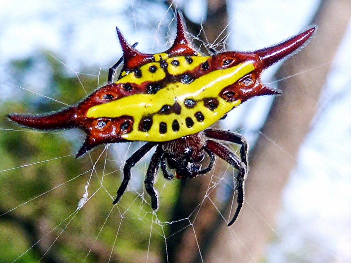 ФОТО: Самые страшные насекомые 7