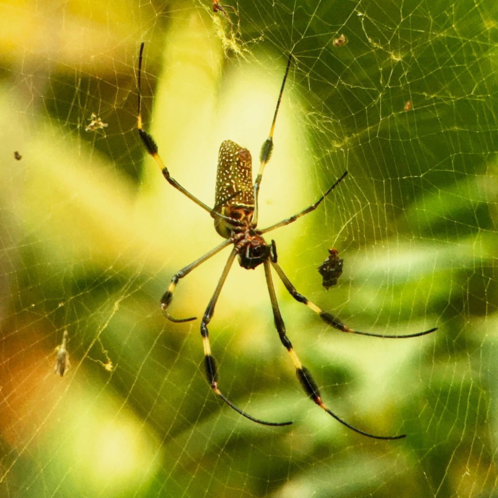 ФОТО: Желтосумный колющий паук 9