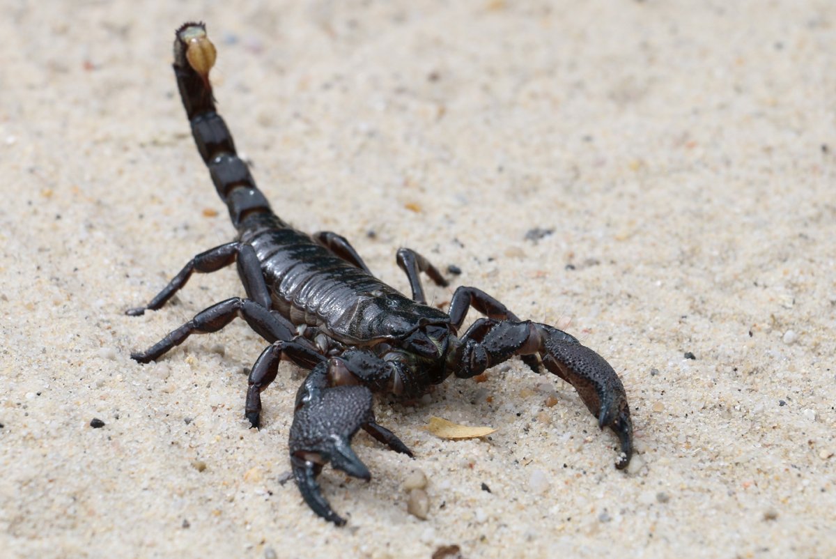 ФОТО: Черный Скорпион 9