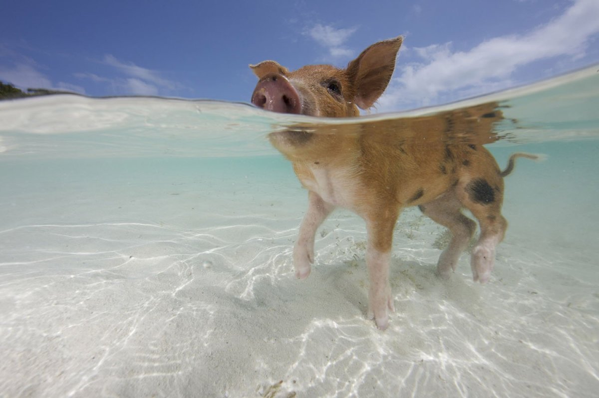 ФОТО: Свиньи на пляже Багамы 6