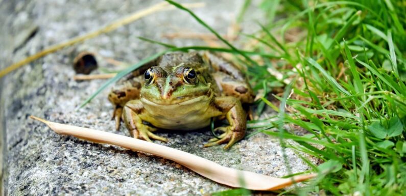 ФОТО: Земляная жаба