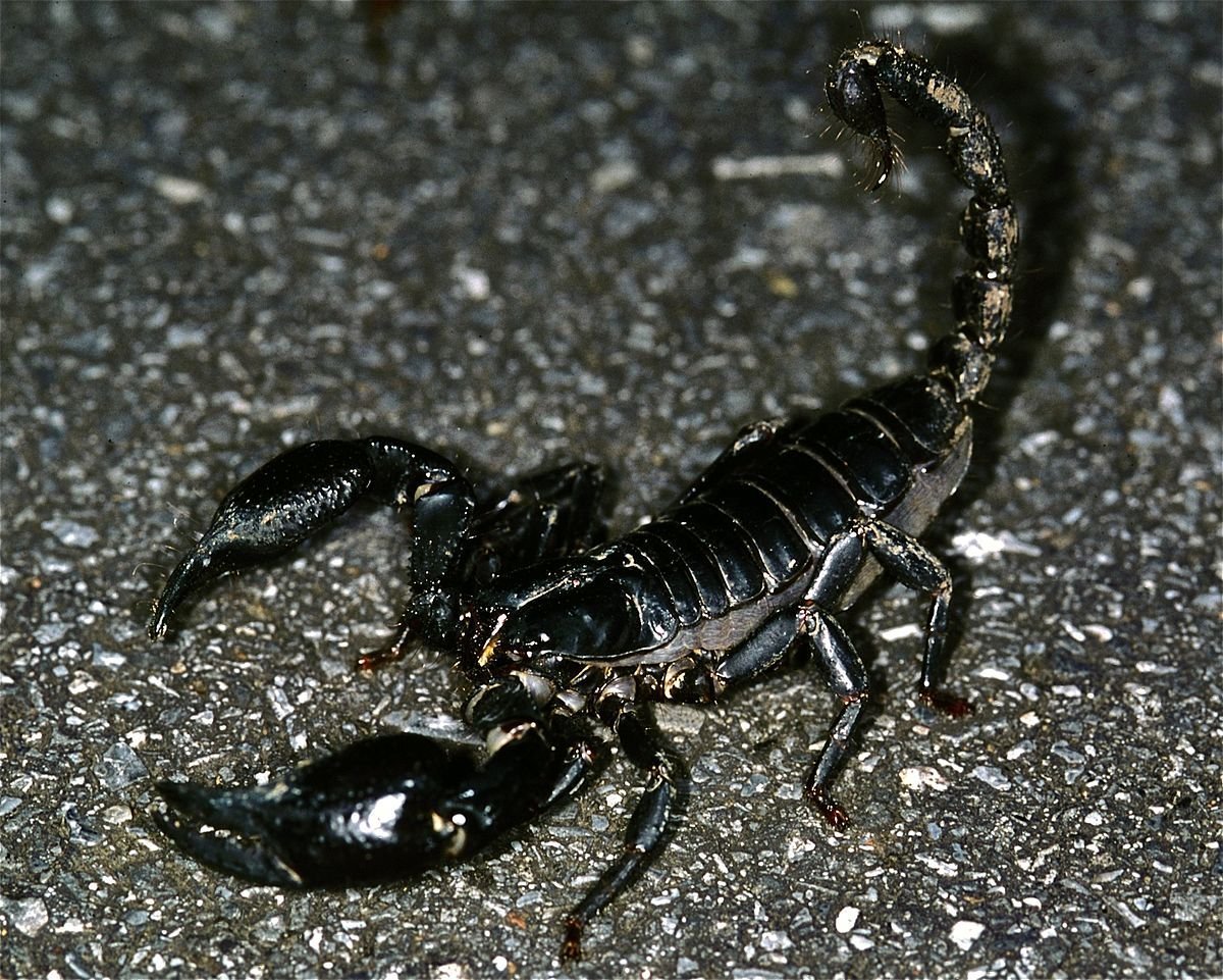 ФОТО: Черный Скорпион 7