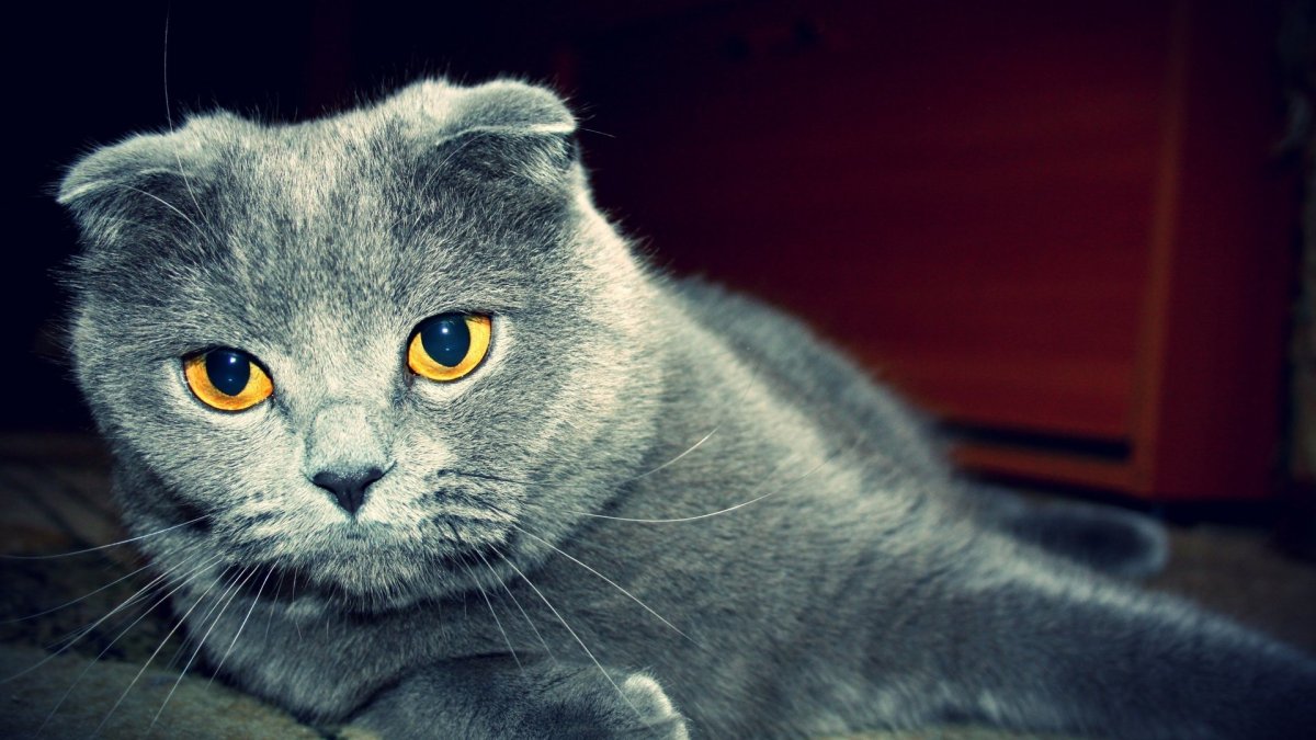 ФОТО: Британец кот вислоухий 2