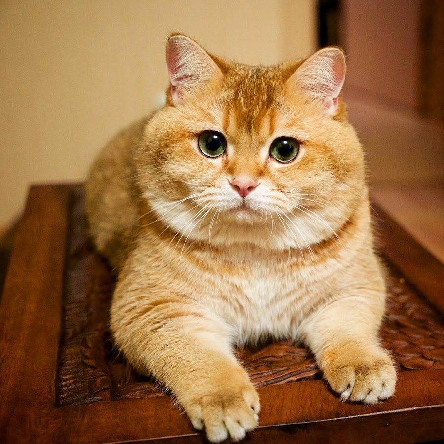 ФОТО: Рыжий британский кот 1