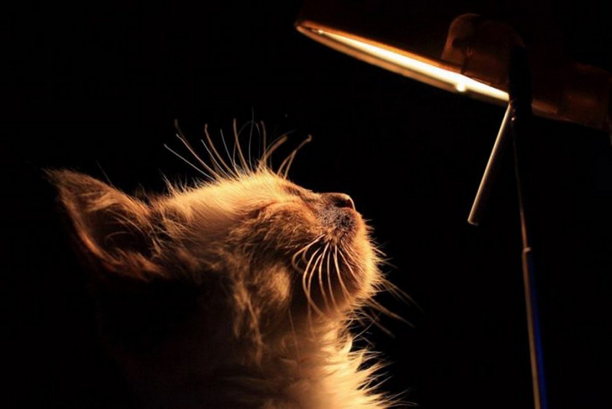 ФОТО: Кот с лампой 10