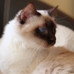 ФОТО: Порода кошек балинез 35 джипы