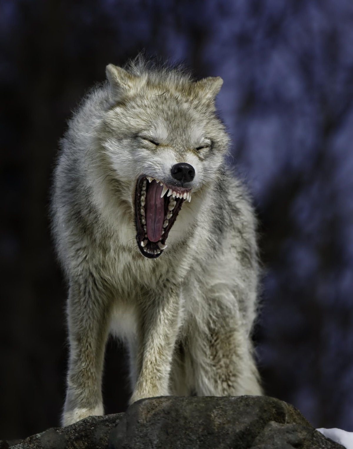 ФОТО: Волк в ярости 4