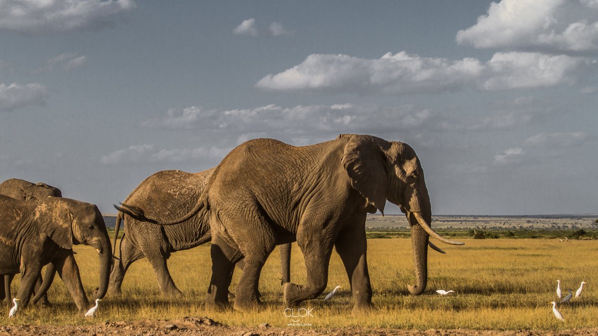 ФОТО: Слоны и мамонты 10