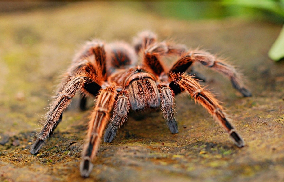 ФОТО: Самый большой паук в мире 4