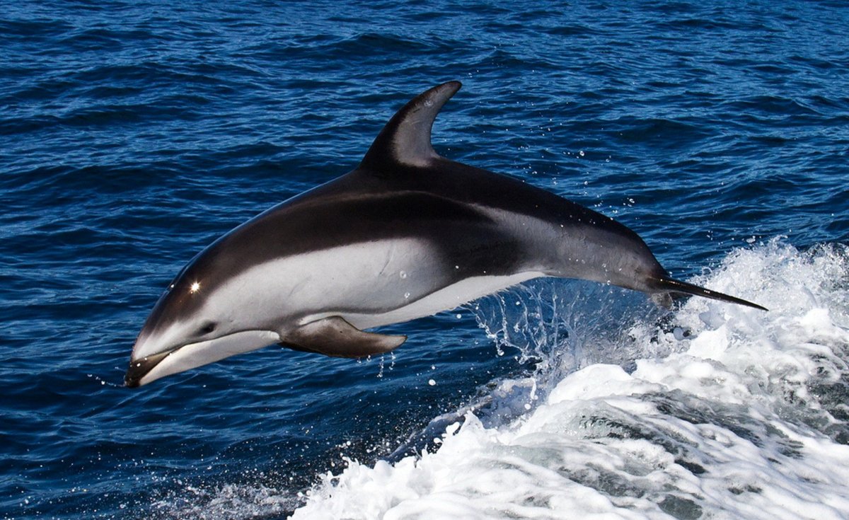 ФОТО: Дельфины черного моря 4