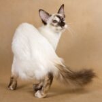 Балийская кошка - подборка фотографий 33 красивые миниатюрные девушки